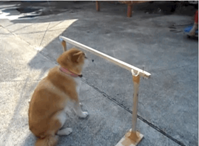 cuoi-rung-ron-voi-24-dieu-ky-quac-chi-co-o-nhat-ban